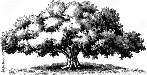 Vintage botanical tree illustration depicting solitude and human emotion for artistic design