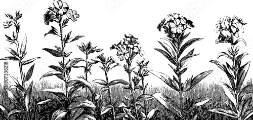 Botanical vintage engraving of floral composition for artistic display