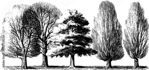 January frosty trees - vintage botanical winter scene for design