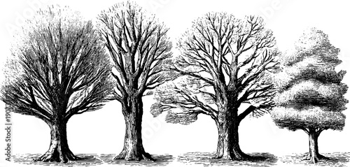 January frost: vintage botanical illustration of bare trees in winter