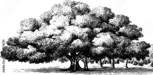 Lush botanical scene in july with flourishing trees and summer vitality