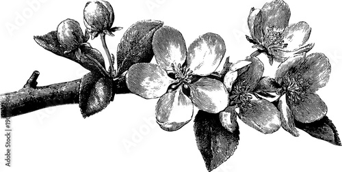 May nature cycle full bloom flowers botanical engraving for vintage design