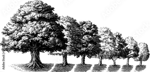 Monthly nature cycle: vintage botanical linear timeline of tree growth stages