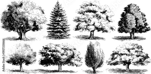 Vintage botanical sketches of trees illustrating monthly nature cycle