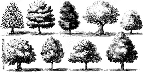 Vintage botanical tree collection for seasonal design and art projects
