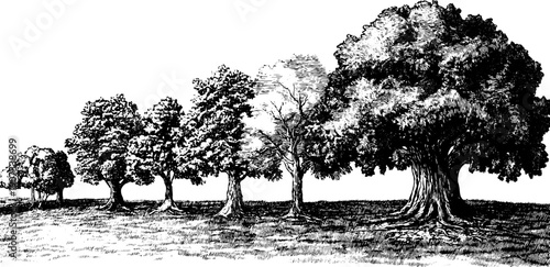 Vintage botanical illustration of monthly nature cycle with trees