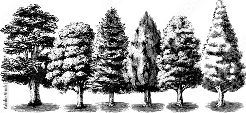 Vintage botanical illustration of trees representing seasonal cycle and light changes