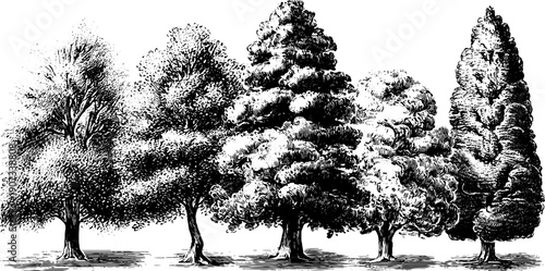 Vintage botanical tree silhouettes illustrating seasonal light changes for design and decor