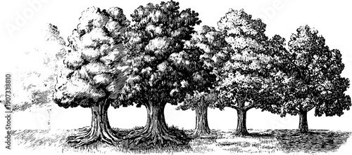 Vintage botanical illustration of seasonal changes in trees for educational design