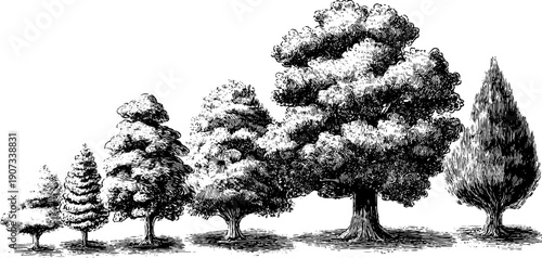 Timeless nature cycle depiction in vintage botanical style engraving