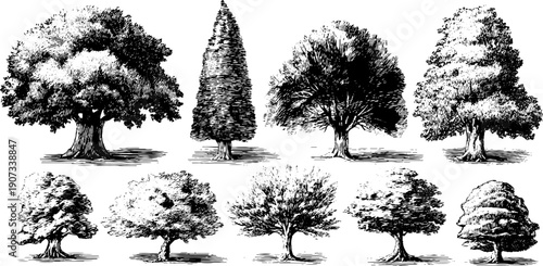 Vintage botanical tree silhouettes in timeless nature cycle design for creative projects