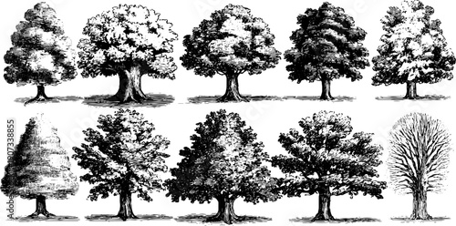 Monthly nature cycle in timeless vintage style for seasonal illustrations