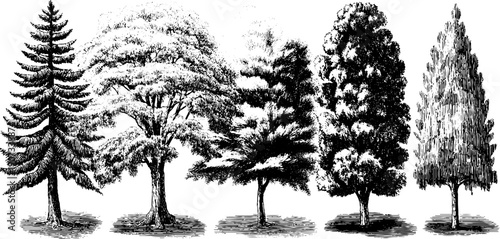 Timeless nature cycle: vintage tree sketch collection for design and decor
