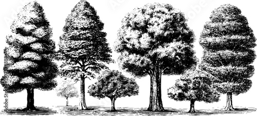 Vintage botanical sketch of trees illustrating monthly nature cycle and weather patterns