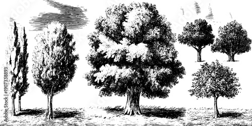 Vintage botanical illustration of trees depicting monthly weather cycles for nature and design themes