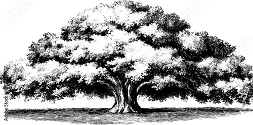 Vintage botanical tree silhouette for design and decoration