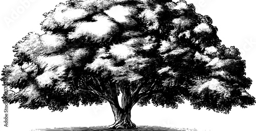 Vintage botanical tree silhouette for nature-inspired design and minimalist decor