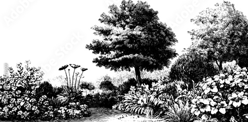 Quiet stillness in vintage botanical garden engraving design for posters and cards