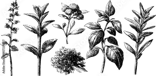 Minimal ritual symbols and botanical elements in vintage engraving style for design