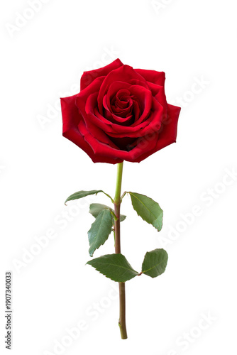 Red rose flower.