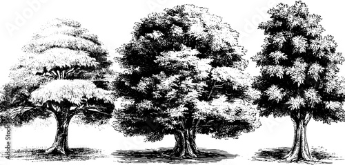 Vintage botanical tree engraving on isolated white background for design