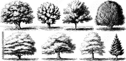 Vintage botanical tree sketches on isolated white space for design and decoration