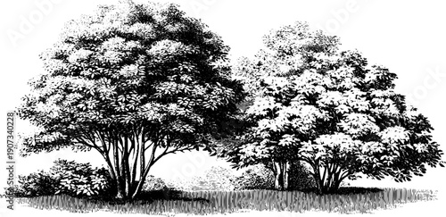 Vintage botanical allegory with trees isolated on white space for seasonal design