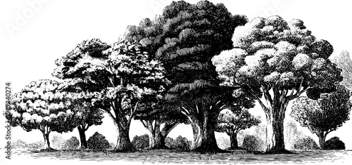 Vintage botanical allegory featuring trees in seasonal context for design