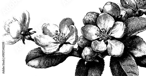 Vintage floral engraving for seasonal celebration design