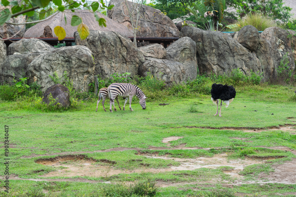 Obraz premium Zebra with her foal grazing near an ostrich in a naturalistic zoo habitat with green grass and large rocks.