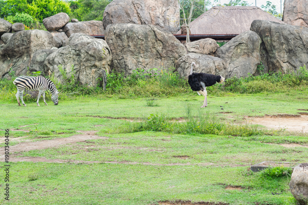 Obraz premium Zebra and ostrich sharing space in a zoo habitat with natural grass and massive rock formations