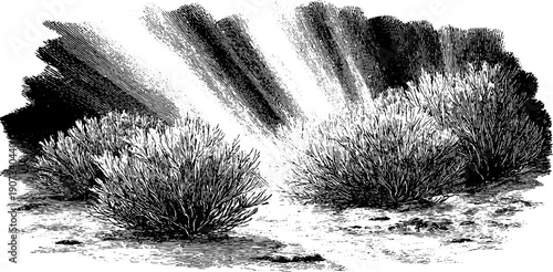 Radiating light and botanical motifs for seasonal celebration design