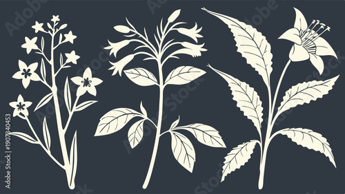 Botanical Engraving Set Vintage Flora Illustrations for Elegant Wedding Invitations Packaging Design