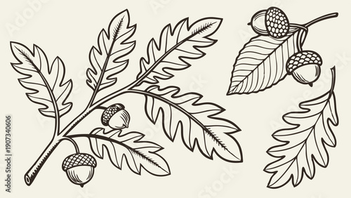 Detailed Oak Tree Branch Illustration with Lobed Leaves and Acorns for Nature Design Projects and Autumnal Decor