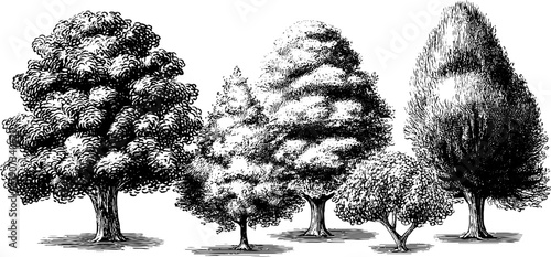 Early autumn botanical trees in vintage sketch style for nature designs