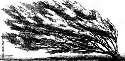 Wind shaped snowdrift forms in vintage botanical style engraving