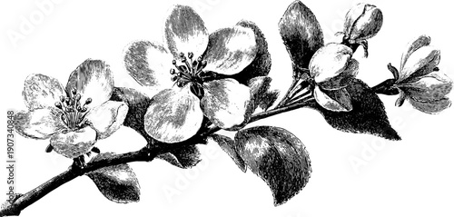 Spring allegory: vintage botanical engraving of flowering branches for retro design