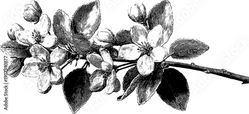 Spring allegory with flowering branches in vintage botanical engraving style for greeting card or poster design