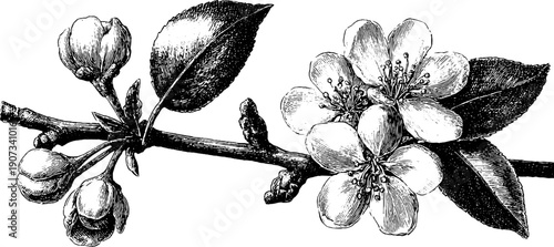 Spring allegory and renewal concept in vintage botanical engraving for design