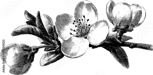 Botanical renewal concept with vintage spring allegory for design and decoration