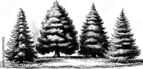 Vintage botanical sketch of pine trees in etching style for art design