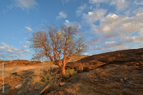 Köcherbaum (Aloe dichotoma) im Namib-Naukluft Nationalpark in Namibia