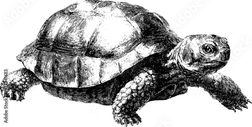 Vintage botanical illustration of a mythical tortoise stone sculpture