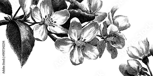 Vintage botanical engraving of blossoming flowers for decorative design