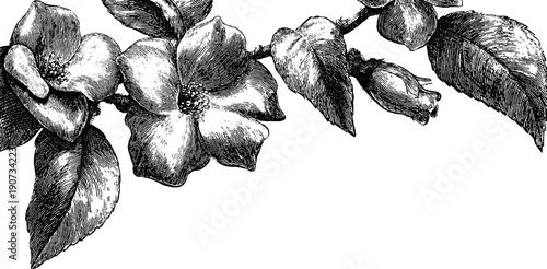 Vintage botanical tablecloth design with detailed engraved flowers and leaves