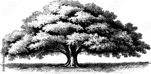 Vintage botanical tree engraving: metaphor of time and life for design