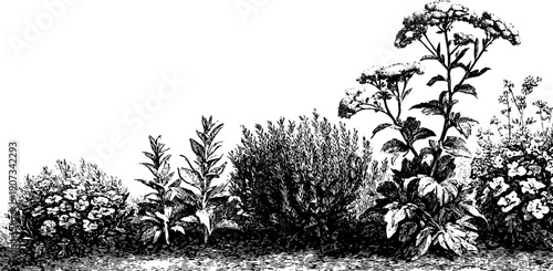 Harmony of time and life: vintage botanical composition in engraving