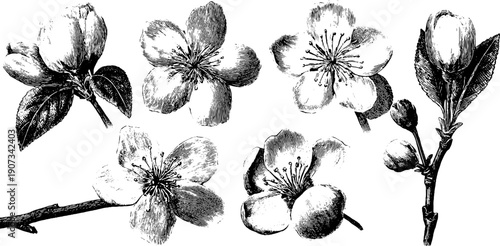 Timeless engraving style botanical floral sketch for vintage design and decor