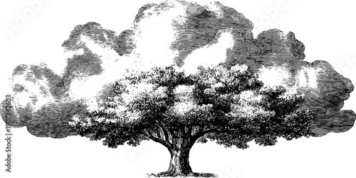 Vintage botanical illustration of tree with abstract cloudy weather silhouette