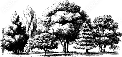 Vintage botanical weather phenomena decorative poster - hand drawn tree engraving for design